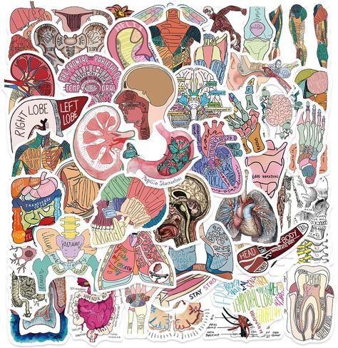 50PCS Anatomy Aesthetics Stickers,Human Anatomy,Body Part,Skeleton Waterproof Vinyl Decals,for Water Bottles,Laptops,Scrapbooks,Suitcases,Phone,Bumper,Car,Doctor Nurse Students Anatom Graduation Gift in Kuwait