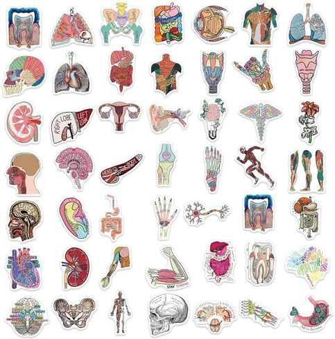 50PCS Anatomy Aesthetics Stickers,Human Anatomy,Body Part,Skeleton Waterproof Vinyl Decals,for Water Bottles,Laptops,Scrapbooks,Suitcases,Phone,Bumper,Car,Doctor Nurse Students Anatom Graduation Gift in Kuwait