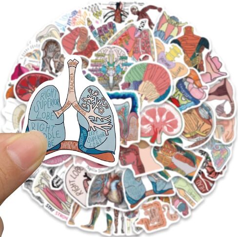 50PCS Anatomy Aesthetics Stickers,Human Anatomy,Body Part,Skeleton Waterproof Vinyl Decals,for Water Bottles,Laptops,Scrapbooks,Suitcases,Phone,Bumper,Car,Doctor Nurse Students Anatom Graduation Gift in Kuwait