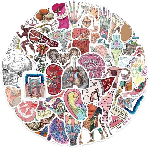 50PCS Anatomy Aesthetics Stickers,Human Anatomy,Body Part,Skeleton Waterproof Vinyl Decals,for Water Bottles,Laptops,Scrapbooks,Suitcases,Phone,Bumper,Car,Doctor Nurse Students Anatom Graduation Gift in Kuwait