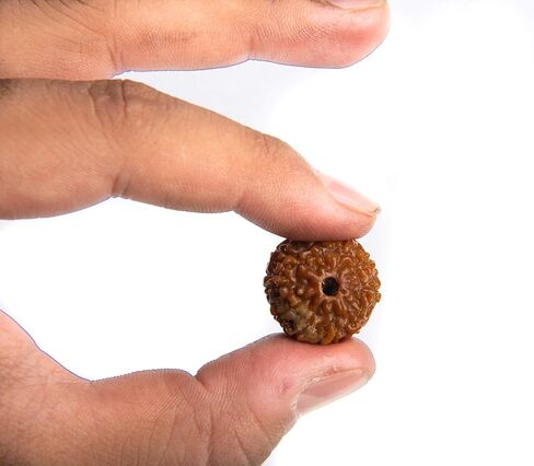 Wonder Care - Original Nepali Rudraksha Bead/Rudraksha Bead Natural Rudra Religious Rosary Bead in Kuwait