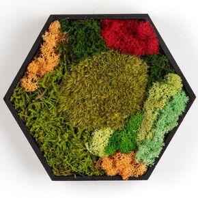 FOSSION Hexagon Moss Wall Panel 8"x7" - Stunning Preserved Moss Frame - Unique Wall Art for Indoor Spaces - Home Decor - No Watering or Sunlight Needed in Saudi Arabia