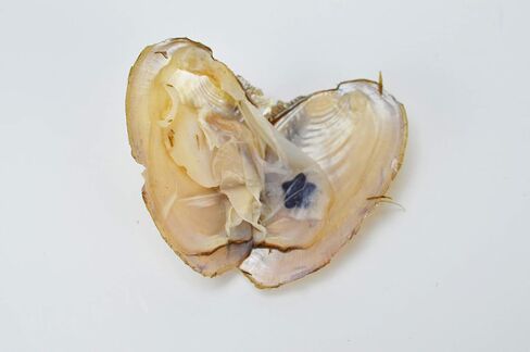 محارة البحر العذبة من البحر الأبيض مع لؤلؤ داخله 10 قطع in Kuwait