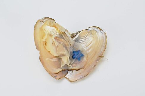 محارة البحر العذبة من البحر الأبيض مع لؤلؤ داخله 10 قطع in Kuwait