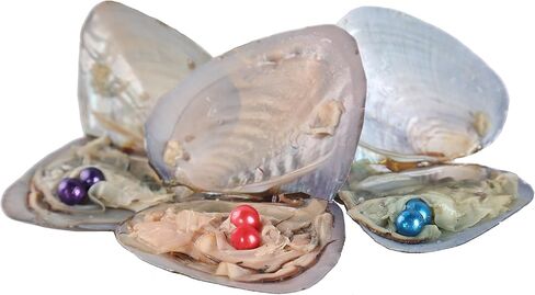 SEASAN Twins Oyster Pearls Freshwater Freshwater Culture Oysters with Twin Pearls Inside 10 قطع (7-8ملم) in Kuwait