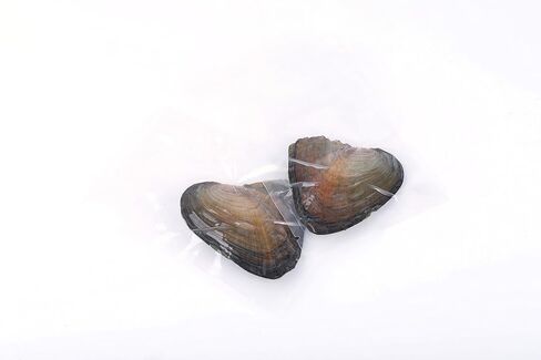 SEASAN Twins Oyster Pearls Freshwater Freshwater Culture Oysters with Twin Pearls Inside 10 قطع (7-8ملم) in Kuwait
