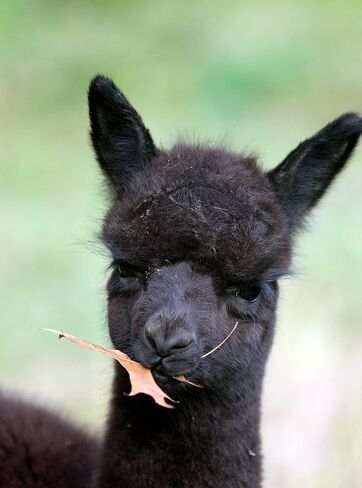 WARRIOR ALPACA SOCKS - Alpaca Wool Heavy-Duty Hunting Camouflage Socks for Men & Women, Terry Lined in Saudi Arabia