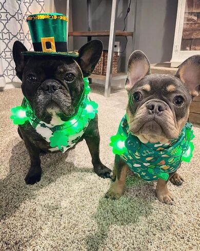 Leprechaun Top Hat Headband - St Patricks Day Irish Green Mini Hat Dress Up Hair Costume Accessories Head Band for Women in Saudi Arabia