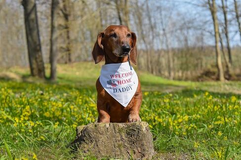 EechicSpace Welcome Home Daddy Dog Bandana Military Scarf for Small Medium Large Dogs in Kuwait