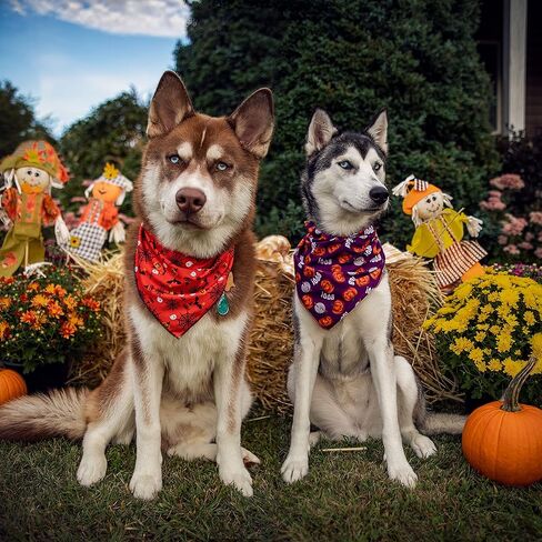 عصابات الهالوين للكلاب على طراز Odi مع علامة خدعة أو حلوى - عبوتان، أزياء الهالوين المطبوعة على شكل جاك أو فانوس للكلاب، ديكورات الهالوين، لافتة اليقطين، عصابات الخريف للكلاب الصغيرة والمتوسطة والكبيرة in Kuwait