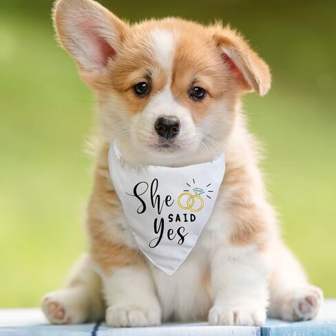 منديل زفاف للكلاب بعبارة «Will You Marry My Daddy Dog»، اعلان خطوبة الكلب، اكسسوارات وشاح للحيوانات الاليفة، اكسسوارات الحيوانات الاليفة لمحبي الكلاب، عبوة من قطعتين (اسود وابيض) in Kuwait