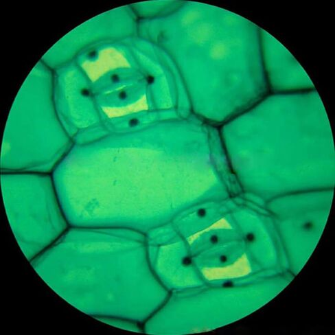 AmScope M148 مجهر أحادي مركب، عدسة WF10x، تكبير 40x-400x، إضاءة LED، Brightfield، مكثف أحادي العدسة، مرحلة عادية، 110 فولت أو يعمل بالبطارية، أبيض in Saudi Arabia
