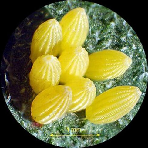 AmScope MU1003-CK 10MP Live Video USB3.0 Digital Microscope Camera 10 MP + Calibration Kit in Kuwait