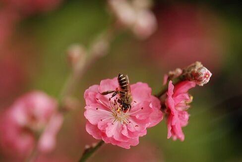 D&F 4 طرق رافعة منزلقة بتركيز ماكرو قياسي ببرغي 1/4 بوصة لكاميرا Canon Nikon Sony DSLR الرقمية وقفل DC in Kuwait