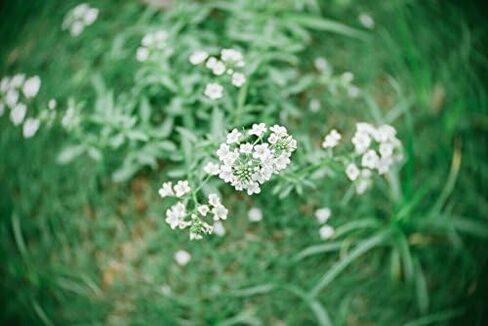 عدسة فوجي 25 مم F1. عدسة 4 CCTV لكاميرات Sony Panasonic Fujifilm Olympus Canon Nikon Mirroeless in Kuwait