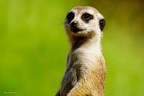 توكينا SZ-Pro 900mm F11 MF عدسة تيلي كاتاديوبتريك لحامل سوني E in Kuwait