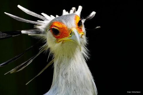 توكينا SZ-Pro 900mm F11 MF عدسة تيلي كاتاديوبتريك لحامل سوني E in Kuwait