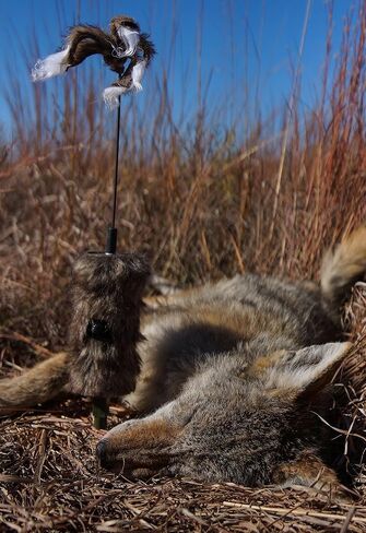 MOJO Outdoors Critter Predator Hunting Decoy - Great for Coyote and Bobcat Hunting and as a Varmint Decoy, Tail Decoy, Rabbit Decoy, etc. in Kuwait