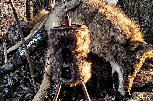 MOJO Outdoors Critter Predator Hunting Decoy - Great for Coyote and Bobcat Hunting and as a Varmint Decoy, Tail Decoy, Rabbit Decoy, etc. in Kuwait