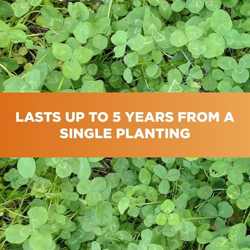 Whitetail Institute Imperial Clover Food Plot Seed (Spring and Fall Planting), 4-Pound (1/2 Acre) in Saudi Arabia