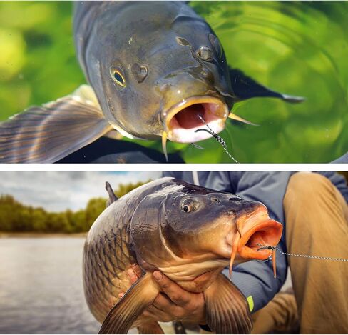 Carp Fishing Hair Rigs, 20 Pcs Curved Barbed Carp Hook Anti-Tangle Swivel Braided Thread line with 3 Card Boilie Bait Stops Dumbell Stoppers and Stringer Needle in Kuwait