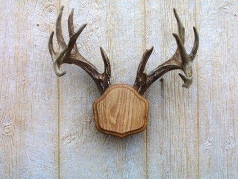 The تاكسيديرميستس وود شوب Medium Oak The Deer Stand Antler Mounting Kit in Kuwait