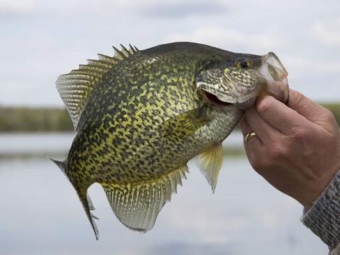 Dancing Waxie 1.5 Inch Panfish/Crappie/Perch Bait - 40 Pack - Scented in Kuwait