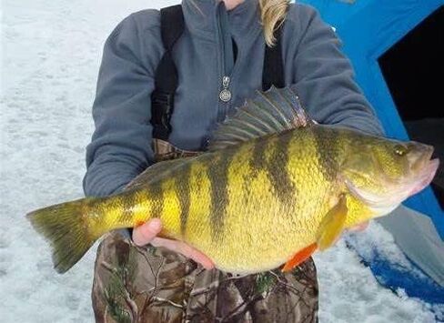 Dancing Waxie 1.5 Inch Panfish/Crappie/Perch Bait - 40 Pack - Scented in Kuwait