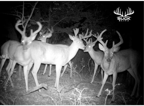 Buck Blitz - Premium Deer Attractant and Hunting Bait for White Tailed Deer, 12 Ounce Concentrate for Deer Feed - As Seen On Final Descent Outdoors Hunting Show in Saudi Arabia