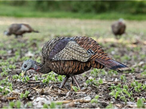 AVIAN-X LCD Feeder Hen Turkey Decoy | Durable Realistic Lifelike Collapsible Standing Hunting Decoy with Carry Bag & Stake, AVX8007 in Kuwait