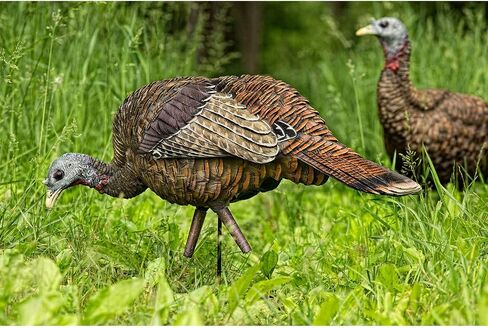 AVIAN-X LCD Feeder Hen Turkey Decoy | Durable Realistic Lifelike Collapsible Standing Hunting Decoy with Carry Bag & Stake, AVX8007 in Kuwait