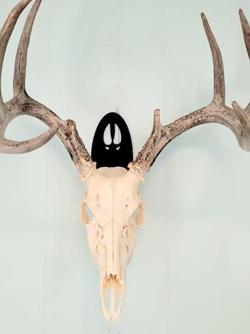 The Taxidermists 'Woodshop Deer Track European Mount Skull Hanger - عرض سريع وسهل للقرون in Saudi Arabia