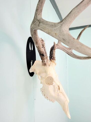 The Taxidermists 'Woodshop Deer Track European Mount Skull Hanger - عرض سريع وسهل للقرون in Saudi Arabia