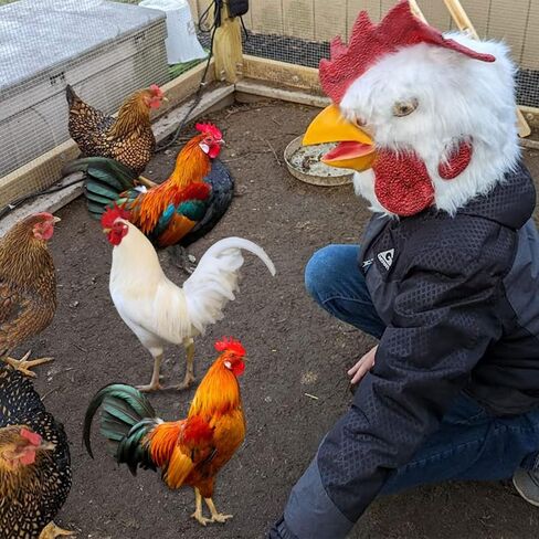 قناع رأس دجاجة جديد للهالوين من Demi Sharky زي الحفلات التنكرية in Kuwait