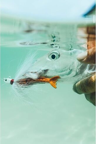 بيركلي غالب! برغوث سرطان البحر الرملي بالمياه المالحة برغوث طبيعي 1 بوصة | 3 سم in Kuwait