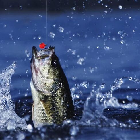 طقم أدوات صيد السمك من ZZWIF بنمط السلمون المرقط على شكل بيضة تطير وسمك السلمون المرقط من الفولاذ المقاوم للصدأ لصيد السمك مع ذباب جاف، مجموعة # 12 خطاف قوي للغاية 12 قطعة in Kuwait