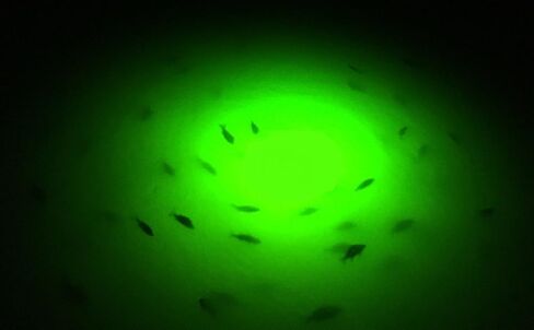 Saltwater Approved Barnacle Burner Underwater Fish Light, 250 Watt Extreme Brilliant Green 21,000 Lumens Single Dock Light 50' Marine Grade Lamp Cable, Automatic Dusk to Dawn, Easy Self Installation. in Saudi Arabia