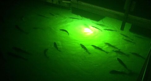 Saltwater Approved Barnacle Burner Underwater Fish Light, 250 Watt Extreme Brilliant Green 21,000 Lumens Single Dock Light 50' Marine Grade Lamp Cable, Automatic Dusk to Dawn, Easy Self Installation. in Saudi Arabia