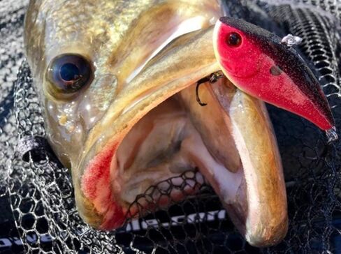 Booyah Hard Knocker Bass Fishing Crankbait Lure in Saudi Arabia