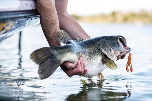 Berkley Bass Fishing Bait Kit in Saudi Arabia