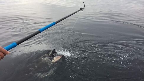 ألياف الكربون من كودا in Kuwait