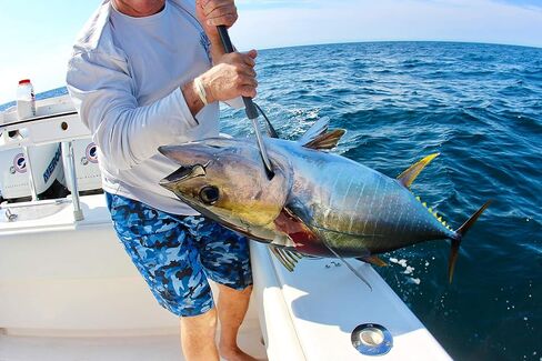 ألياف الكربون من كودا in Kuwait