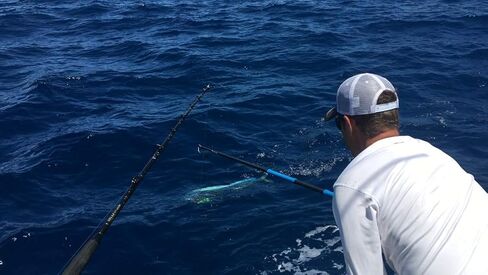 ألياف الكربون من كودا in Kuwait