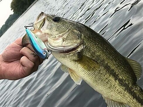 Heddon Spit'N Image Fleeing Shad Crankbait Fishing Lure, 3 1/4 Inch, 7/16 Ounce in Saudi Arabia