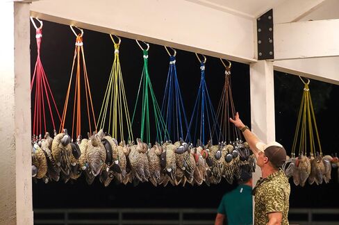 لايف تايم ديكوز 6 أقدام 1.8 أونصة مغلفة من البولي فينيل كلورايد كابل فولاذ تكساس ريج ديكوري - 6 قطع in Kuwait