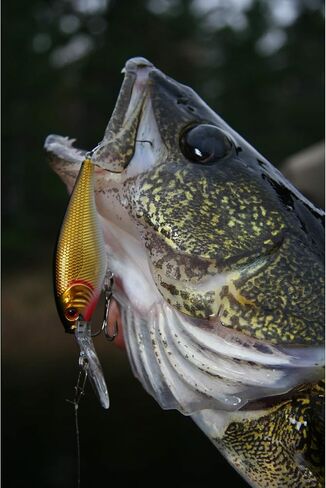 طُعم صيد السمك الصلب من بيركلي كرانكبيت in Kuwait