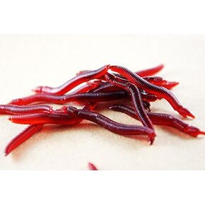 Fishing Bait - Fishing Lures for Freshwater - Fake Worms - 100pcs 4cm 0.19g Soft Lure Red Worms Earthworm Fishing Baits Worms Trout Fishing Lures Fishing Tackle Fishing Spoon jigs in Saudi Arabia
