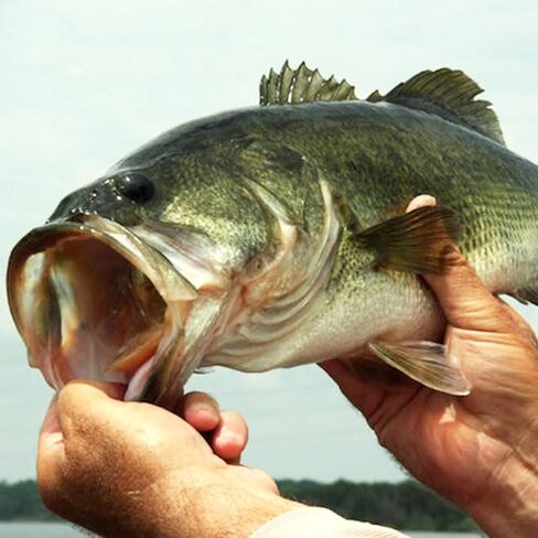 Swim-Jigs-for-Bass-Fishing-Lures Swimbait Underspin Swimming Bass Jigs 1/2 3/8 1/4 oz in Kuwait