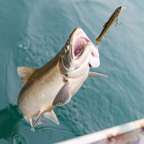 FREGITO صيد السمك بلوبر السحر توبوتر الصيد إغراء مع ذيل المروحة قلم رصاص سمك السلور بايك جثم خطاف ثلاثي الطعم لباس سمك السلمون المرقط العين رمادية فاتحة اللون بايك الصيد العائمة إغراء للمياه العذبة المياه المالحة in Kuwait