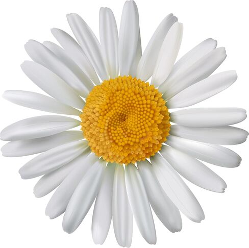 Chamomile 150 g Chamomile Tea 100% Chamomile Flowers Herbal Tea Chamomilla) in Bulk Kraft Resealable Bags from Wellness Premium Natural Foods Gift Package in Saudi Arabia
